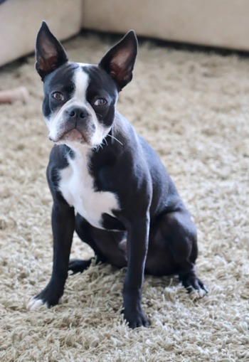 Boston Terrier Puppies For Sale - Simply Southern Pups